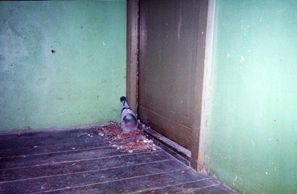 A pigeon, actually living there.